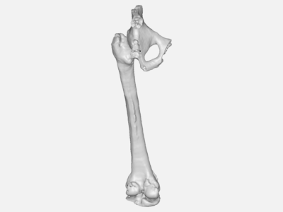 Femur bone image