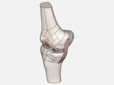 Full knee model image