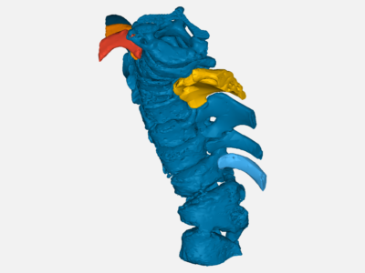 thoracic spine image